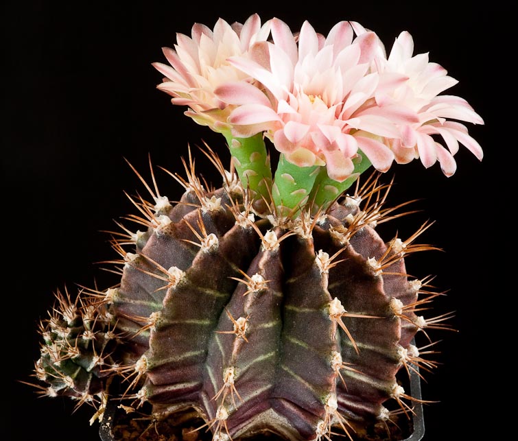 Gymnocalycium stenopleurum